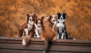 Comparing Pembroke Welsh Corgi and Cardigan: How to Choose the Right Breed for You