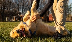 The Top 10 Best Dog Breeds for Outdoor Activities and Hiking: A Guide for Active Pet Owners